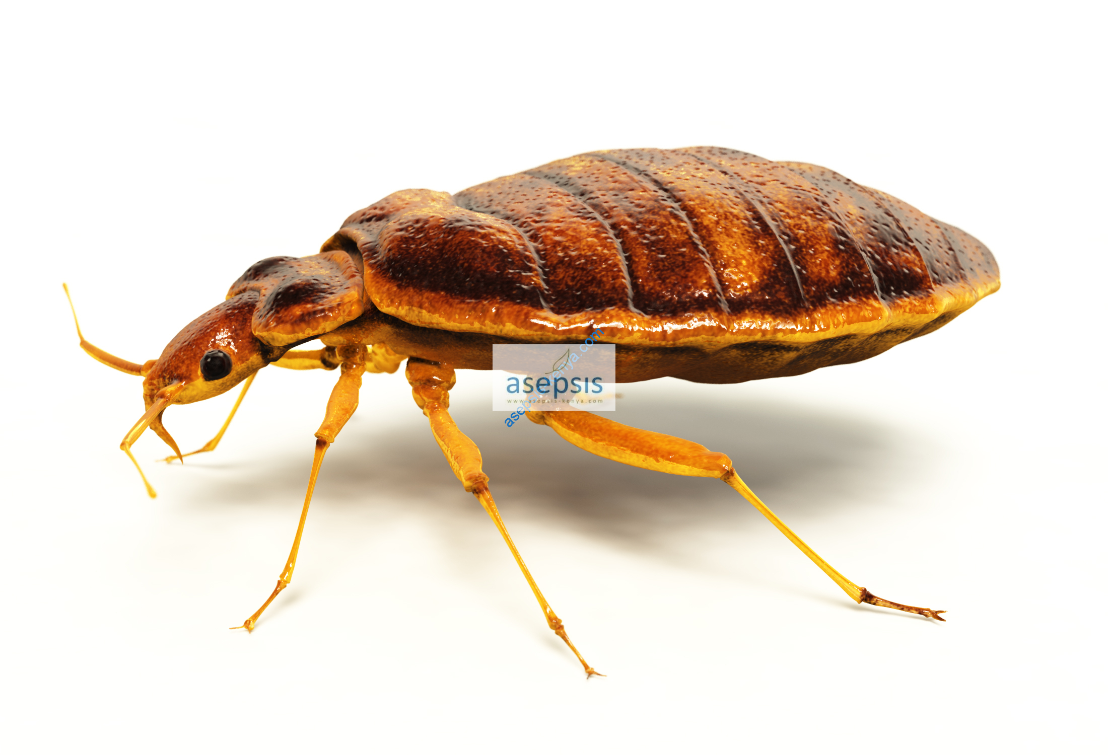 get-rid-of-bed-bugs-contact-the-experts-at-asepsis-limited