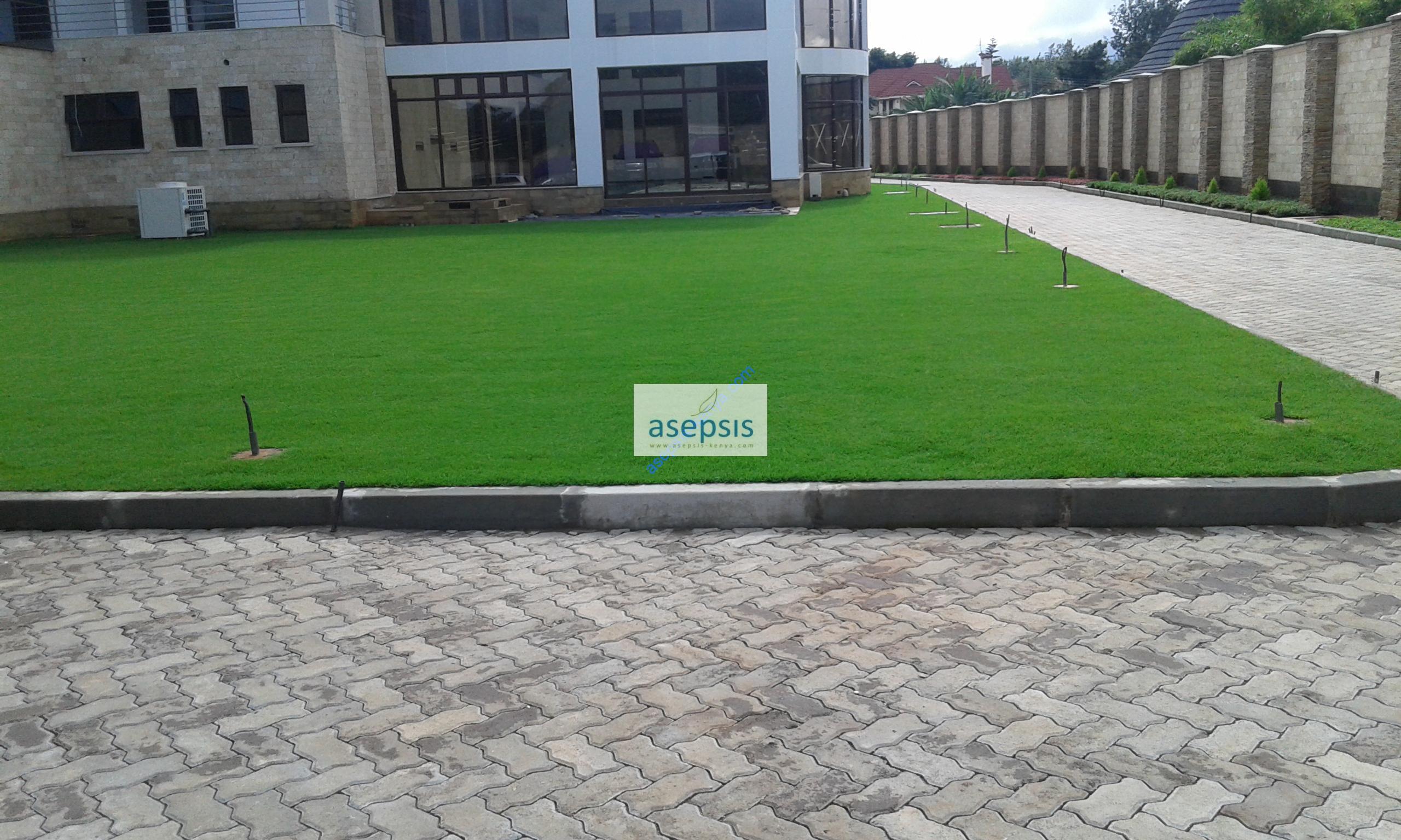 Arabic Grass In Kenya Order Online Today At Asepsis Limited Arabic Grass In Kenya Order Online Today At Asepsis Limited