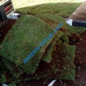 Tifton grass sod