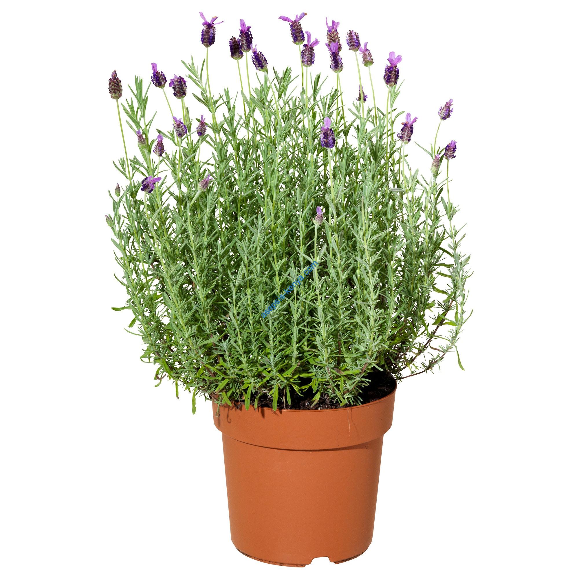 Lavender Indoor Plant For Sale