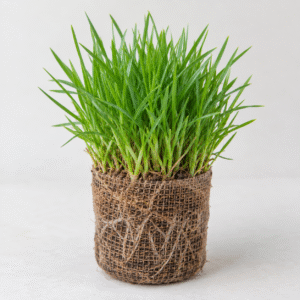 Arabic grass plugs growing in biodegradable cocopeat sleeves