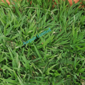 Zimbabwe grass lawn - lush green natural grass