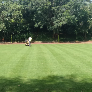 Grass Rolling in Kenya