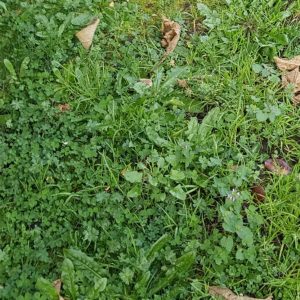 Broadleaf weed control in lawns Kenya