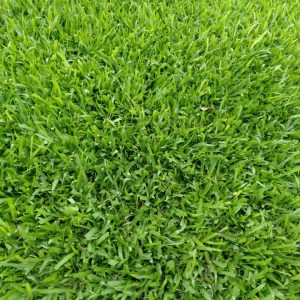 Buffalo Grass in Kenya