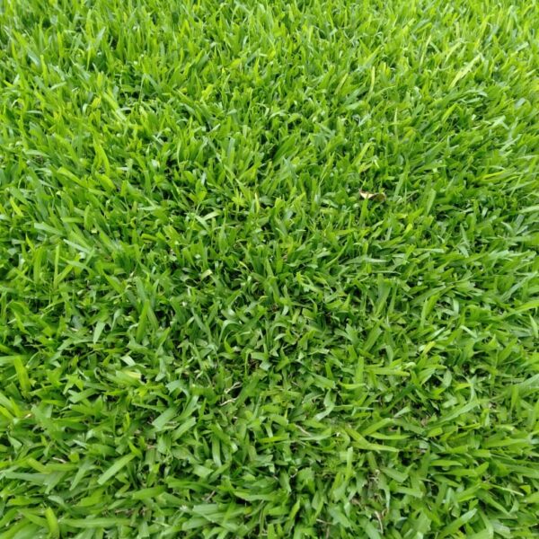 Grass Plugs Asepsis Limited