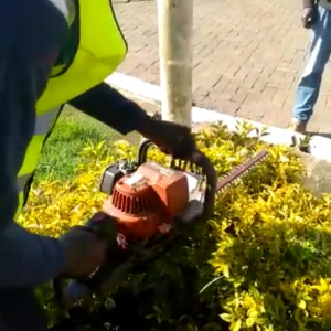 Hedge Trimming in Kenya