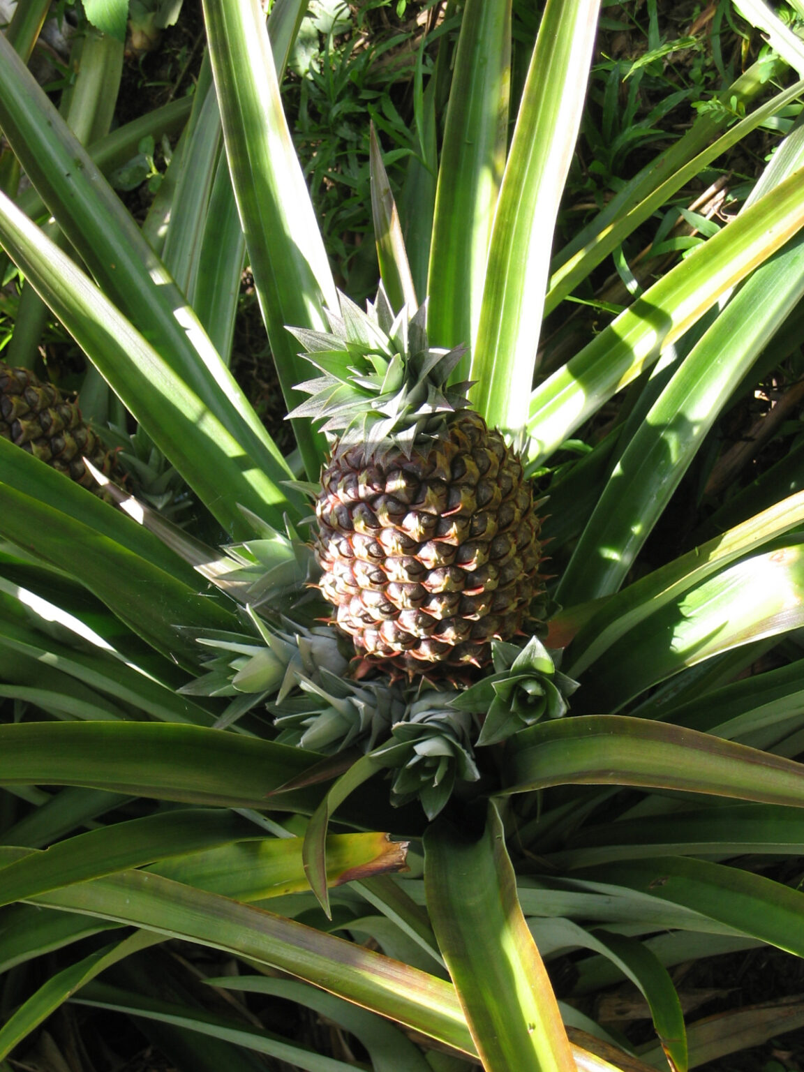Pineapple Plant (K156 Variety) - Asepsis Limited