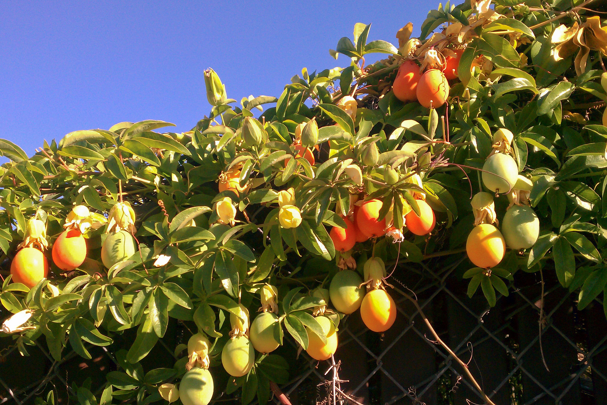 Passion Fruit (Local Yellow) - Asepsis Limited