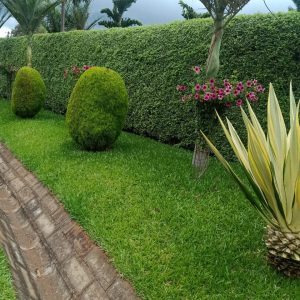 buffalo grass aka pemba grass