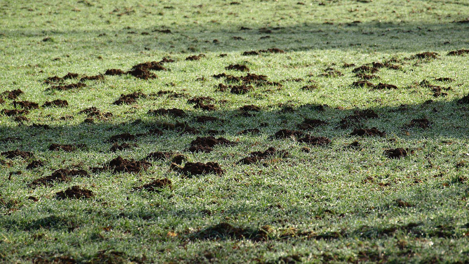 Asepsis lawn aeration Asepsis lawn aeration