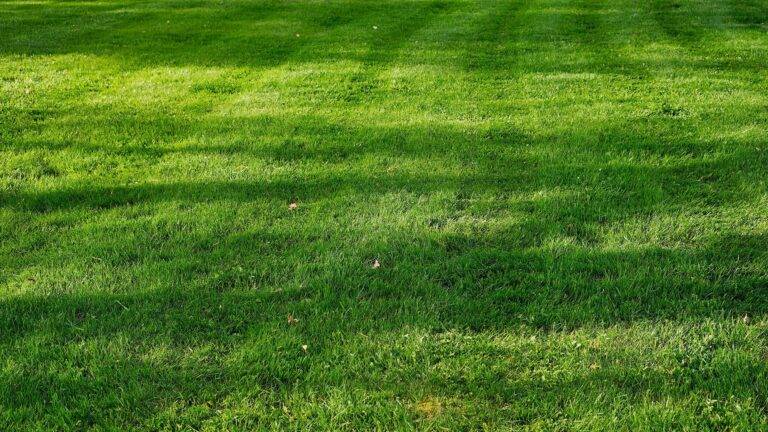 Rainy Season Lawn Care Preparation Guide