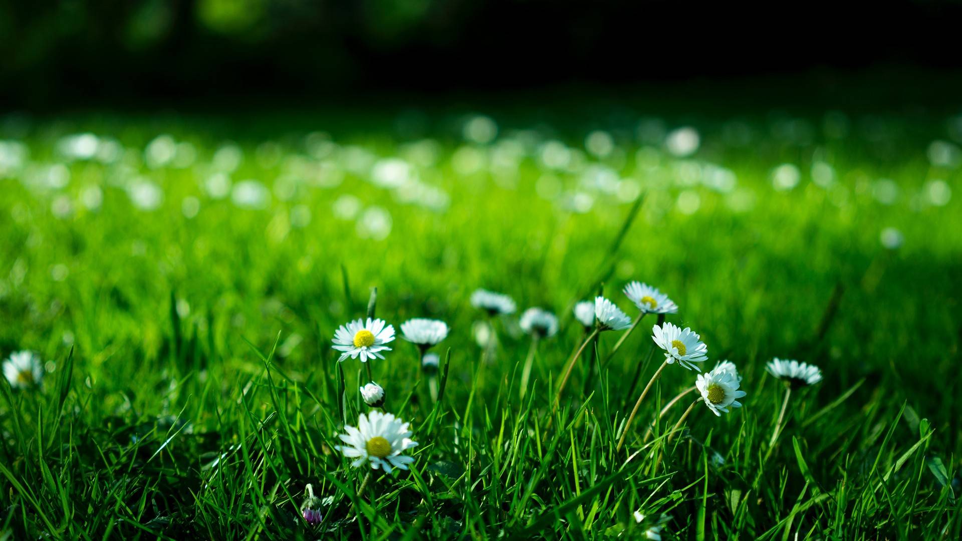 Lawn weed control by Asepsis Limited
