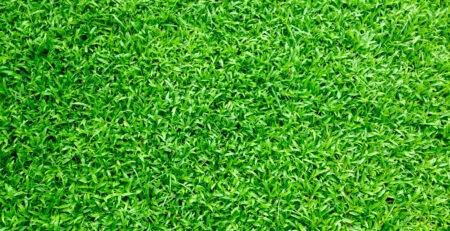 Turf Image