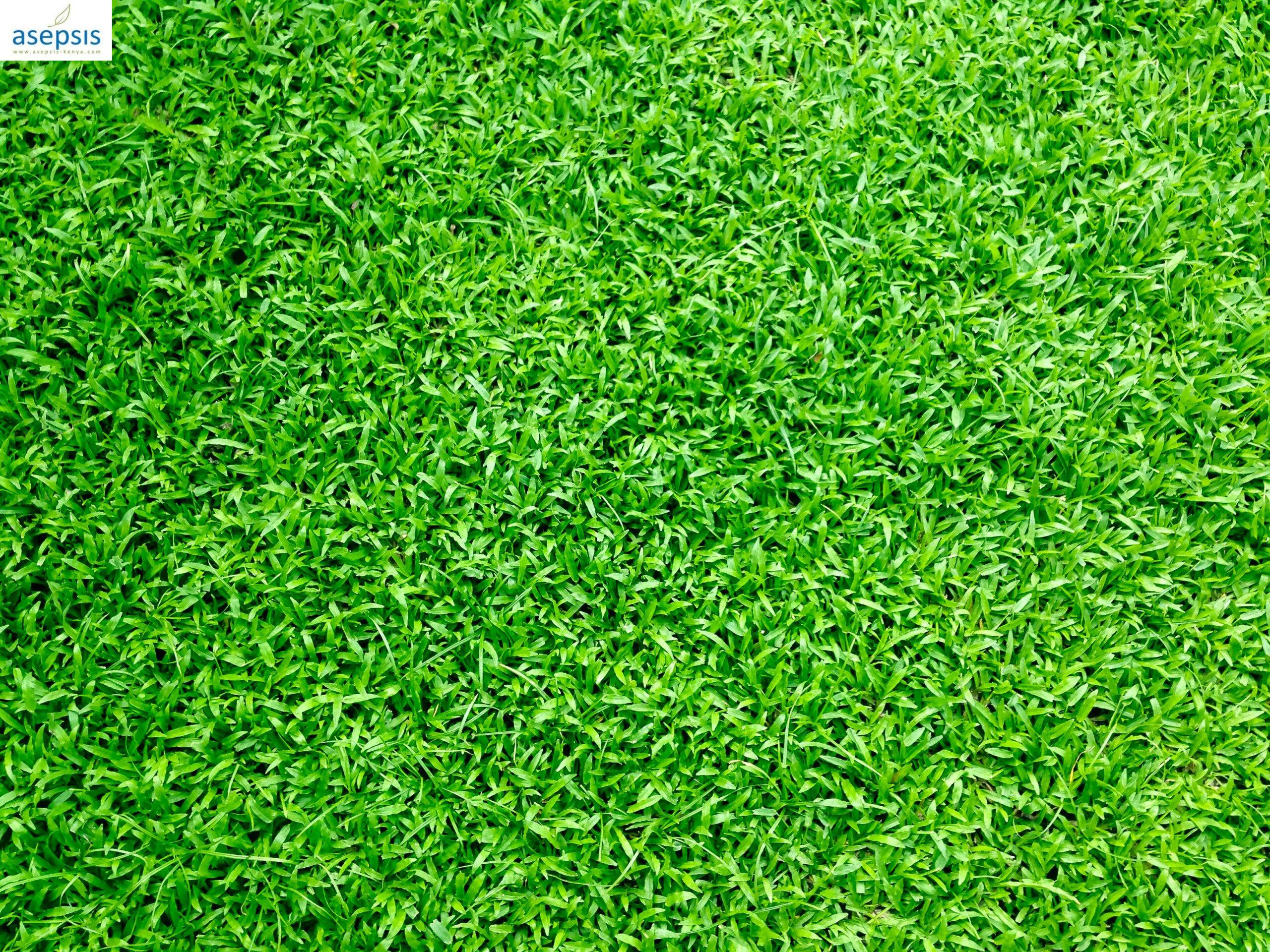 Turf Image