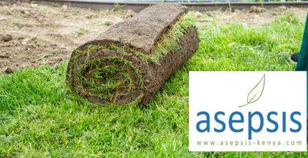 Grass Rolls Asepsis