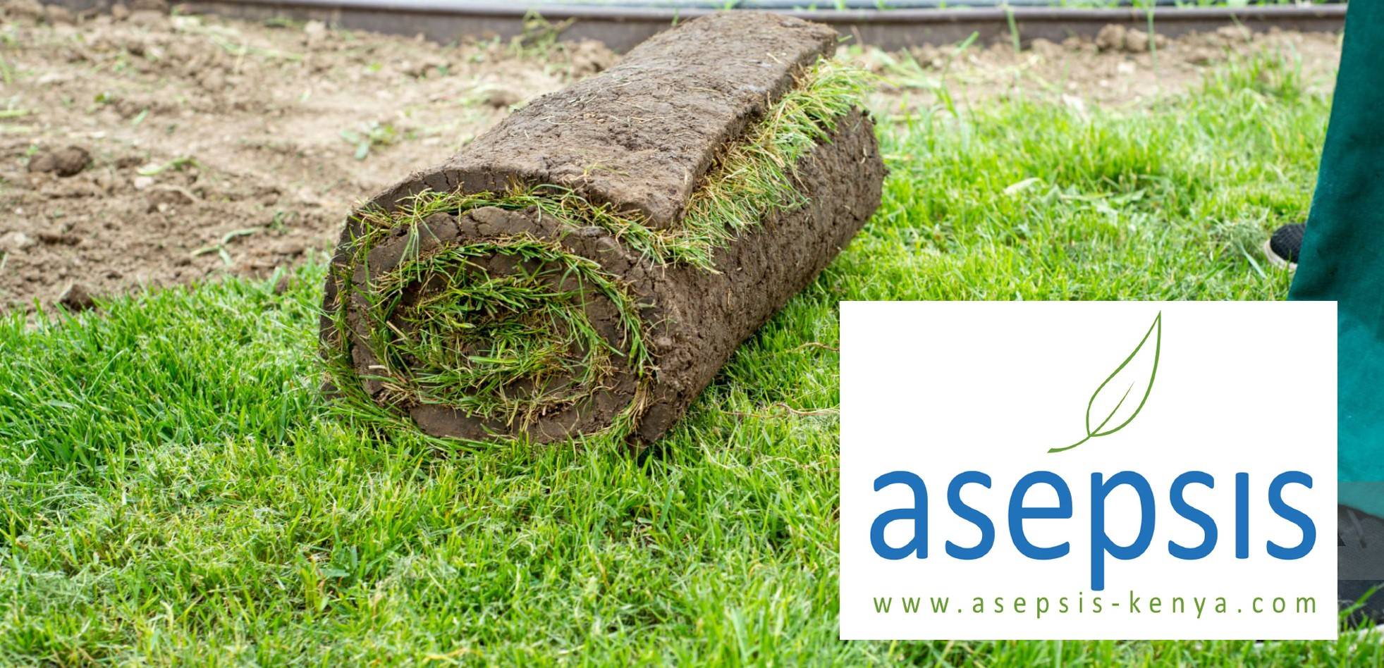 Grass Rolls Asepsis