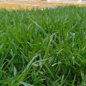 Kikuyu Grass