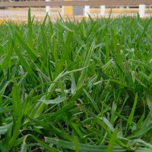 Kikuyu Grass