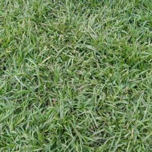 Kikuyu Grass