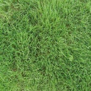 Tiffsport Grass