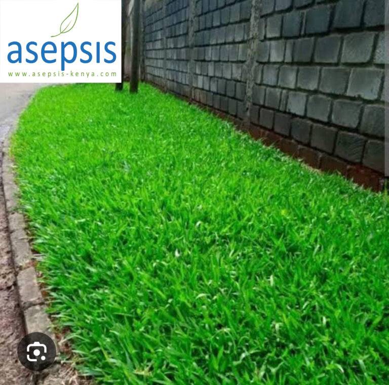 Low Maintenance Grass in Kenya